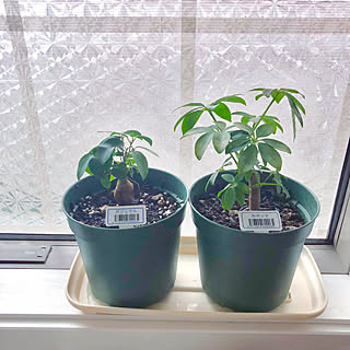 カポック 100均植物のインテリア実例 Roomclip ルームクリップ