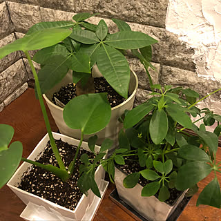 観葉植物 ダイソー観葉植物のインテリア実例 Roomclip ルームクリップ