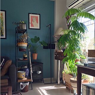 観葉植物 植物だらけのインテリア実例 Roomclip ルームクリップ