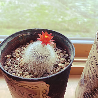 リビング サボテンの花のインテリア実例 Roomclip ルームクリップ リビング サボテンの花のインテリア実例 Roomclip ルームクリップ
