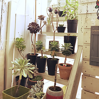 鉢植え まだら黒法師のインテリア実例 Roomclip ルームクリップ