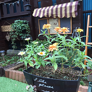 部屋全体/ヘイヘイホー部/花も緑も好き♡/みんな大好き♡/木が好き...などのインテリア実例 - 2017-07-27 07:26:55