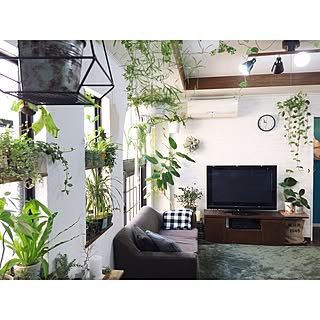 部屋全体/ZOO会♡/関西好きやねん会/いなざうるす屋さん/植物...などのインテリア実例 - 2016-10-26 12:36:50