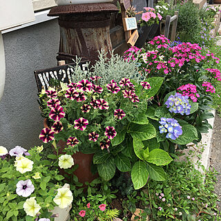 ペチュニア 夏の花壇のインテリア実例 Roomclip ルームクリップ
