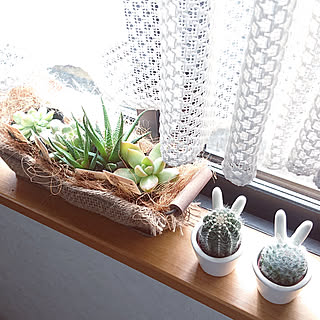 リビング/新商品買ったよ!/2019.3.3/植物のある暮らし/NO GREEN NO LIFE...などのインテリア実例 - 2019-03-03 11:50:11
