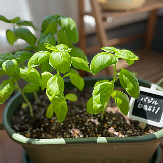 バジル栽培 家庭菜園初心者のインテリア実例 Roomclip ルームクリップ