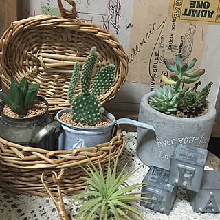 雑貨大好き♡/セリア/グリーンのある暮らし/エアプランツ/雑貨屋さんで買った物...などのインテリア実例 - 2017-01-24 19:08:59