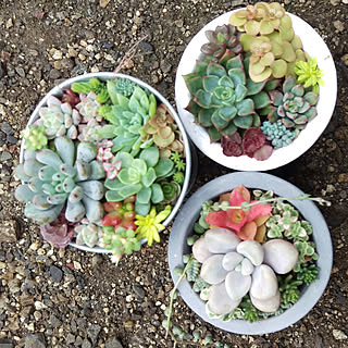 多肉植物 エメラルドリップのインテリア実例 Roomclip ルームクリップ 多肉植物 エメラルドリップのインテリア実例 Roomclip ルームクリップ