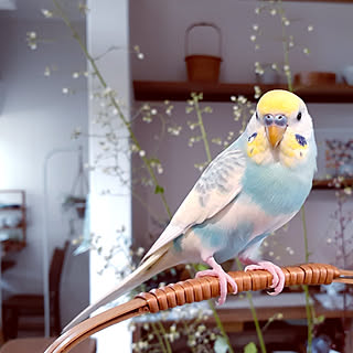 インコちゃんのインテリア実例 Roomclip ルームクリップ
