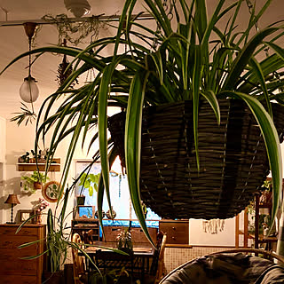 オリズルラン/〇〇のある暮らし/癒し/NO GREEN NO LIFE/ミックスインテリア...などのインテリア実例 - 2020-01-23 20:26:28