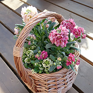 八重咲きストックのインテリア実例 Roomclip ルームクリップ