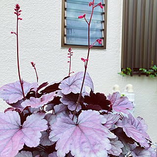 ヒューケラの花のインテリア実例 Roomclip ルームクリップ