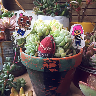 多肉植物 プラ板のインテリア実例 Roomclip ルームクリップ