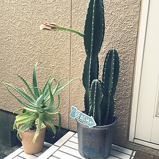 観葉植物 サボテンの花のインテリア実例 Roomclip ルームクリップ 観葉植物 サボテンの花のインテリア実例 Roomclip ルームクリップ
