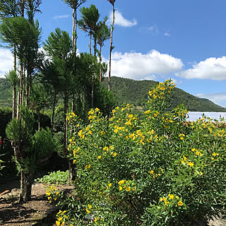 アンデスの乙女のインテリア実例 Roomclip ルームクリップ