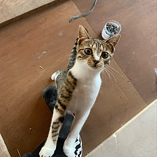 セリア Seria 猫のアイマスクのまとめページ Roomclip ルームクリップ