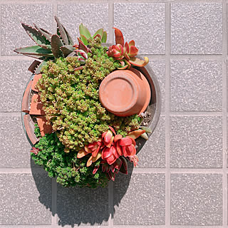 多肉植物 ブロークンポットガーデンのインテリア実例 Roomclip ルームクリップ