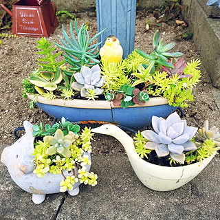 玄関/入り口/多肉植物/多肉植物寄せ植え/輸入住宅/中古住宅...などのインテリア実例 - 2018-07-13 15:09:21