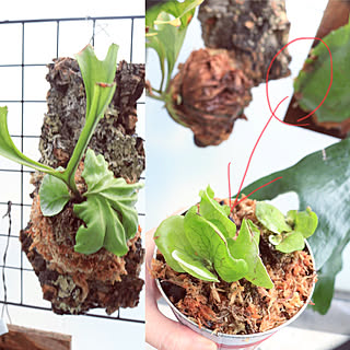 ビカクシダ ビカクシダ リドレイのインテリア実例 Roomclip ルームクリップ