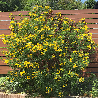 アンデスの乙女のインテリア実例 Roomclip ルームクリップ