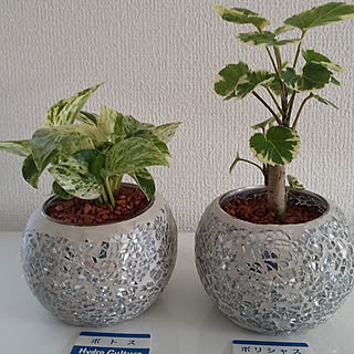 観葉植物 セラミスグラニューのインテリア実例 Roomclip ルームクリップ