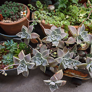 玄関/入り口/多肉植物/多肉寄せ植え/似たような写真ですみません/賃貸でも楽しく♪...などのインテリア実例 - 2018-04-17 07:03:04