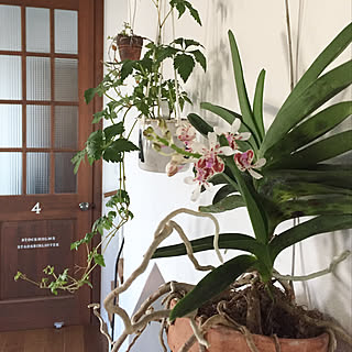 蘭 バンダのインテリア実例 Roomclip ルームクリップ