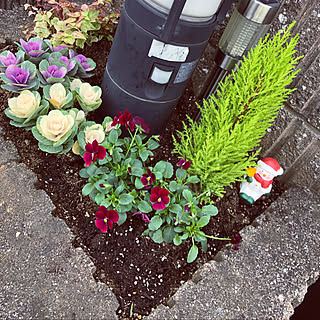 葉牡丹 花壇のおしゃれなインテリアコーディネート レイアウトの実例 Roomclip ルームクリップ