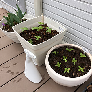 ひまわり植えました のインテリア実例 Roomclip ルームクリップ ひまわり植えました のインテリア実例 Roomclip ルームクリップ