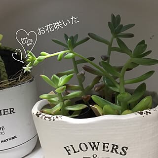 棚/多肉ちゃん/花のある暮らし/観葉植物のある暮らし/手編みサボさんのインテリア実例 - 2017-04-21 20:58:01