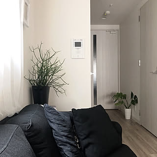 モンステラ/ミルクブッシュ/観葉植物/白黒/マンション...などのインテリア実例 - 2019-08-03 12:11:53