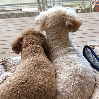 トイプードル ワンコのいる暮らしのインテリア実例 Roomclip ルームクリップ