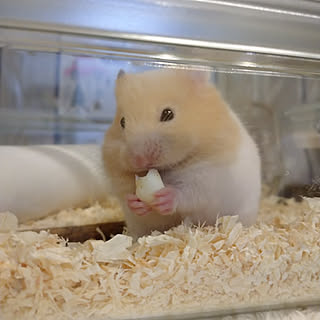 カラーハムスターのインテリア実例 Roomclip ルームクリップ