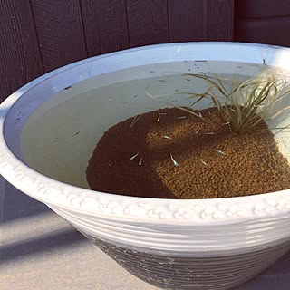 ビオトープ みゆきメダカのインテリア実例 Roomclip ルームクリップ