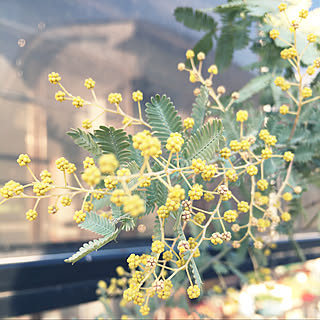 ミモザの花/ミモザ/玄関前/ガーデニング/花のある暮らし...などのインテリア実例 - 2020-02-22 21:15:30
