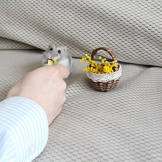 玄関 入り口 ハムスターのインテリア実例 Roomclip ルームクリップ 玄関 入り口 ハムスターのインテリア実例 Roomclip ルームクリップ
