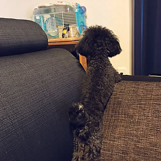 ソファー ティーカッププードルのインテリア実例 Roomclip ルームクリップ