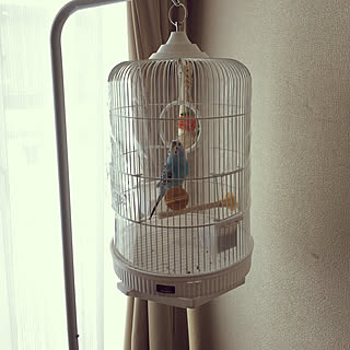 リビング 鳥かご のインテリア実例 Roomclip ルームクリップ