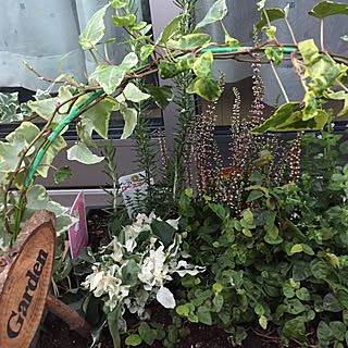 68円苗の寄せ植え☆/断捨離したのに増える花達/タイヤ注文したのに純正どこさ置くと!/唯一の癒しは花の寄せ植え♡/21時寝て14時起きて汗だくにて片付け...などのインテリア実例 - 2017-10-09 17:02:01