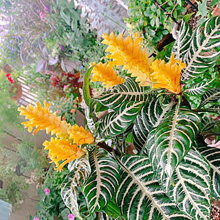 アフェランドラダニアのインテリア実例 Roomclip ルームクリップ