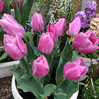 チューリップ ピンクの花のインテリア実例 Roomclip ルームクリップ