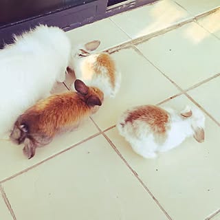 ベランダ うさぎと暮らすのインテリア実例 Roomclip ルームクリップ