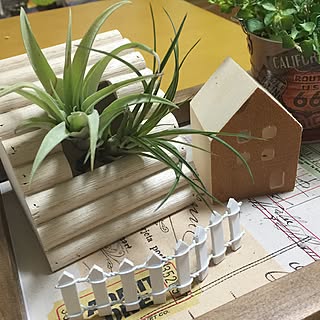 グリーンのある暮らし/エアプランツ/雑貨屋さんで買った物/スタジオクリップ/セリア...などのインテリア実例 - 2017-02-04 20:45:39