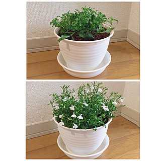 一人暮らし 鉢植えのインテリア レイアウト実例 Roomclip ルームクリップ