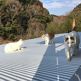 デッキの屋根の上は猫の庭のインテリア実例 Roomclip ルームクリップ