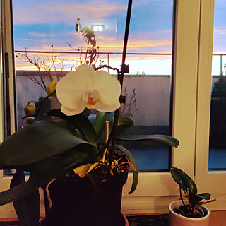 部屋全体/ご訪問ありがとうございます✨✨✨✨/ご覧いただきありがとうございます。/胡蝶蘭/植物のインテリア実例 - 2019-12-17 15:57:42