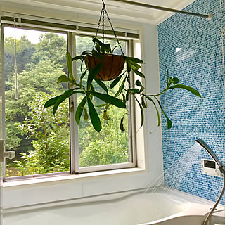 バス トイレ 吊り下げ観葉植物のインテリア実例 Roomclip ルームクリップ
