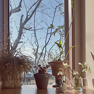 机/庭の草花/グリーンのある暮らし/スノードロップ/ドリミオプシス・マクラータ...などのインテリア実例 - 2020-02-24 09:20:59