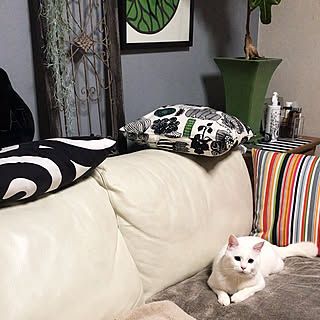 リビング/白猫マロたん/ねこと暮らす/すっきり暮らしたい/+CASAソファー...などのインテリア実例 - 2017-12-27 20:54:50