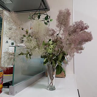 スモークツリーヤングレディーのインテリア実例 Roomclip ルームクリップ